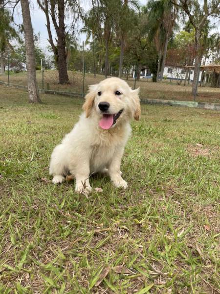 FILHOTES DE GOLDEN RETRIEVER CRIADOS E ENTREGUES POR MDICA VETERINRIA