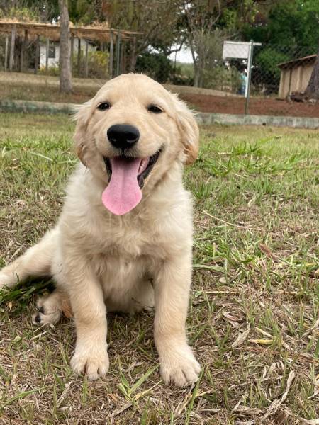 FILHOTES DE GOLDEN RETRIEVER CRIADOS E ENTREGUES POR MDICA VETERINRIA