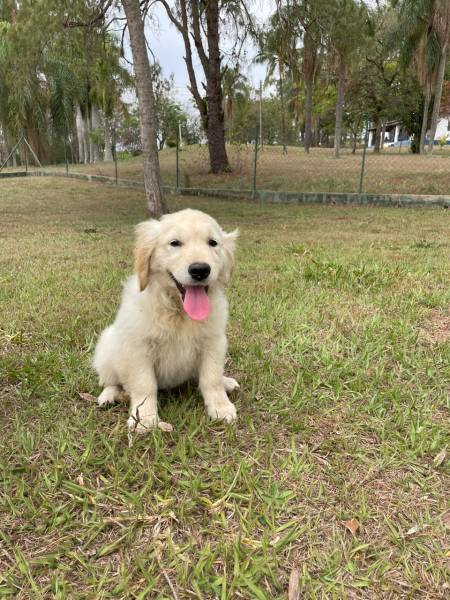 FILHOTES DE GOLDEN RETRIEVER CRIADOS E ENTREGUES POR MDICA VETERINRIA