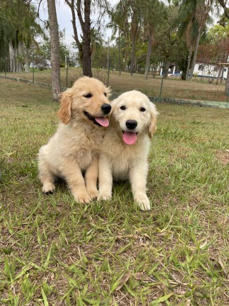 FILHOTES DE GOLDEN RETRIEVER CRIADOS E ENTREGUES POR MDICA VETERINRIA