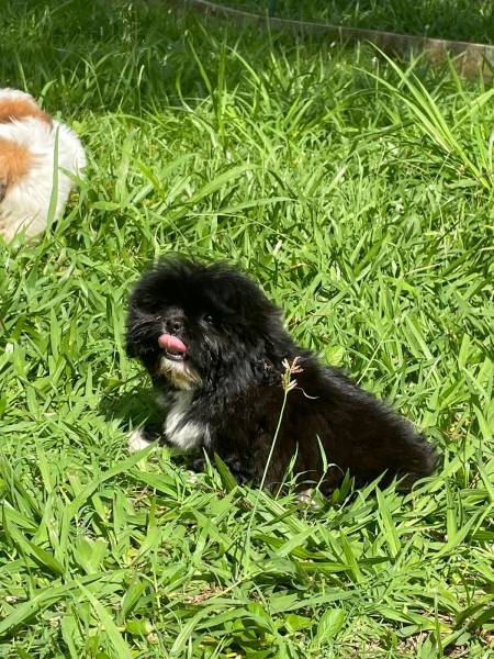 SABIA QUE AQUI O SEU SHIH TZ  CRIADO POR MDICA VETERINRIA