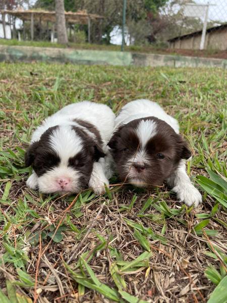 NOSSOS SHIH TZS VO TE ENCANTAR CRIAO PRPRIA E VETERINRIA