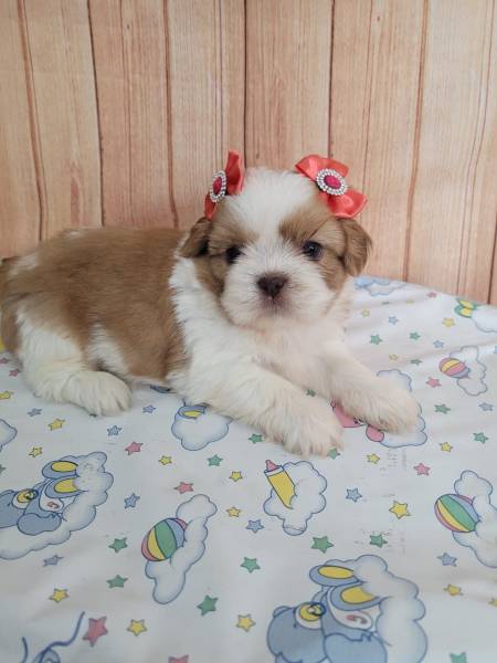 Filhotes de shih tzu