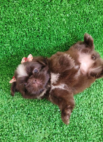 Shih tzu chocolate fmea