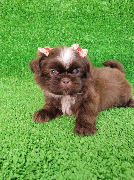 Shih tzu chocolate fmea