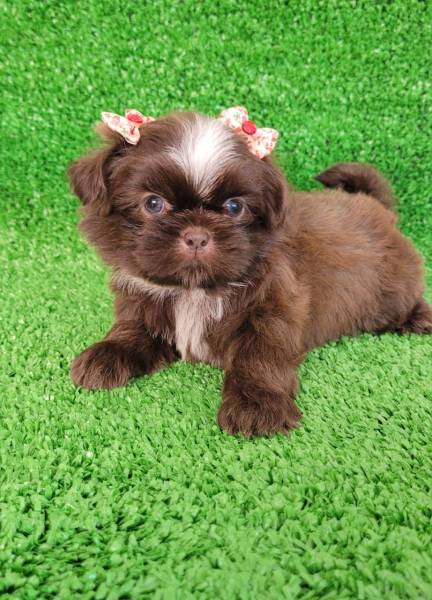 Shih tzu chocolate fmea