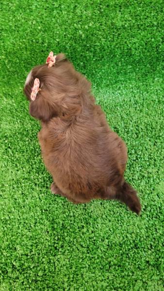 Shih tzu chocolate fmea