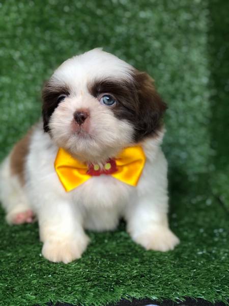 Shih tzu macho com pedigree