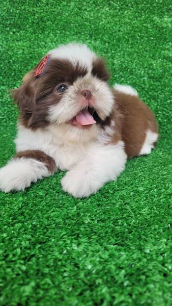 Shih tzu macho com pedigree