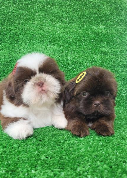 Shih tzu macho com pedigree