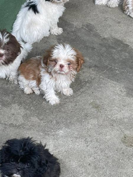 VENHA COMPRAR O SEU SHIH TZ COM A GENTE AQUI ELE TEM TODAS AS GARANTIAS E  CRIADO POR MDICA VET