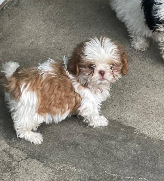 VENHA COMPRAR O SEU SHIH TZ COM A GENTE AQUI ELE TEM TODAS AS GARANTIAS E  CRIADO POR MDICA VET