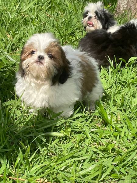 VENHA COMPRAR O SEU SHIH TZ COM A GENTE AQUI ELE TEM TODAS AS GARANTIAS E  CRIADO POR MDICA VET