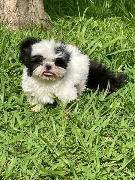 VENHA COMPRAR O SEU SHIH TZ COM A GENTE AQUI ELE TEM TODAS AS GARANTIAS E  CRIADO POR MDICA VET