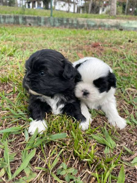 SABE O SHIH TZ DOS SEUS SONHOS ELE EST AQUI CES CRIADOS POR MDICA VETERINRIA