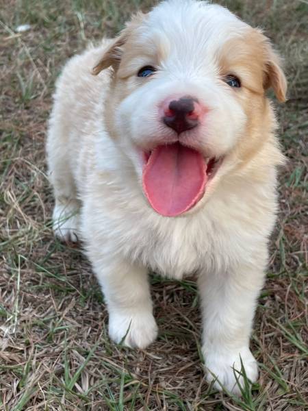 DEIXE NOSSOS FILHOTES DE BORDER COLLIE FAZEREM PARTE DA SUA FAMLIA CES INCRVEIS CRIAO VET