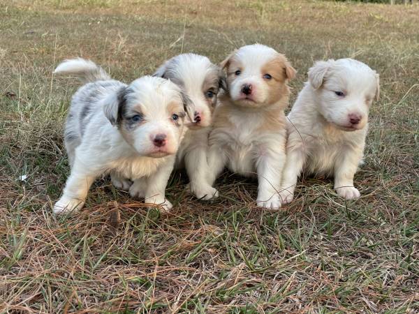 DEIXE NOSSOS FILHOTES DE BORDER COLLIE FAZEREM PARTE DA SUA FAMLIA CES INCRVEIS CRIAO VET