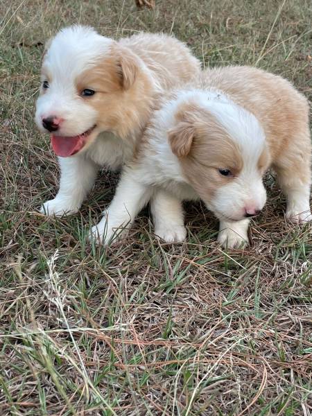 DEIXE NOSSOS FILHOTES DE BORDER COLLIE FAZEREM PARTE DA SUA FAMLIA CES INCRVEIS CRIAO VET