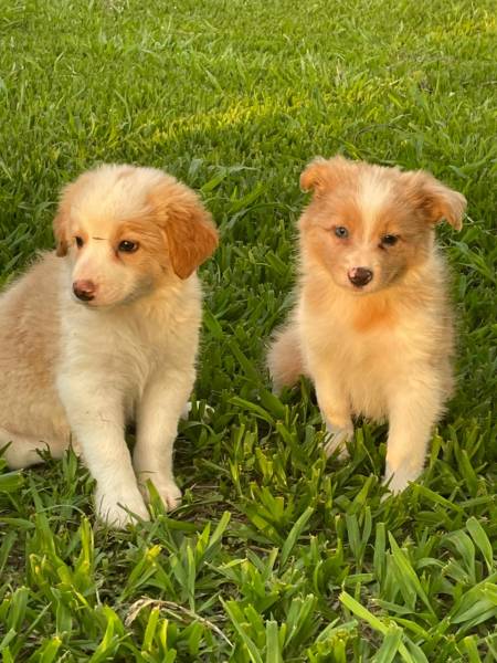 AQUI O SEU BORDER COLLIE  CRIADO POR MDICA VETERINRIA CES EM CORES EXTICAS