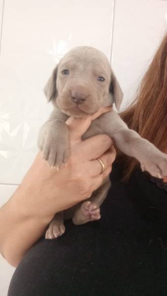 A LTIMA NINHADA DE WEIMARANER DO ANO NASCEU APROVEITE CES CRIADOS POR MDICA VET