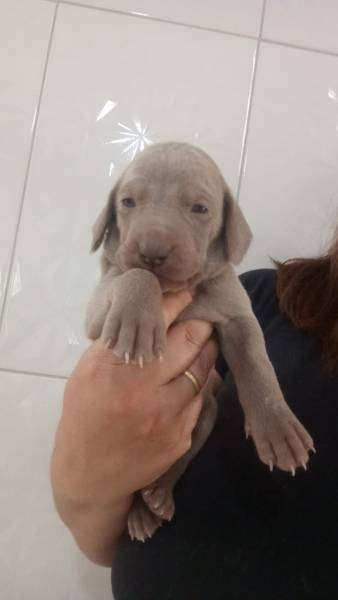 A LTIMA NINHADA DE WEIMARANER DO ANO NASCEU APROVEITE CES CRIADOS POR MDICA VET
