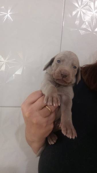 A LTIMA NINHADA DE WEIMARANER DO ANO NASCEU APROVEITE CES CRIADOS POR MDICA VET