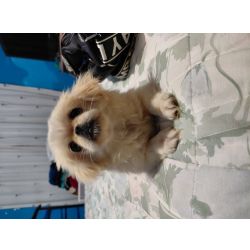 Pequins Pequins Setbal Setubal