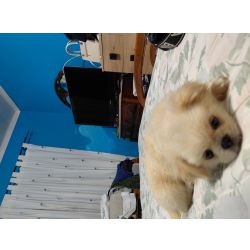 Pequins Pequins Setbal Setubal