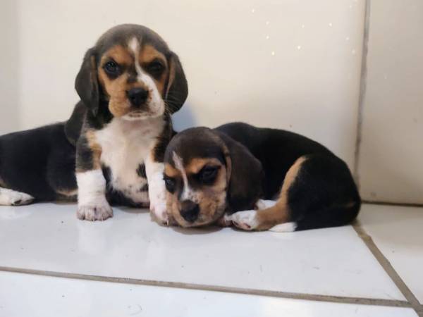 BEAGLE O FAMOSO SNOOPY FILHOTES TREZE  POLEGADAS LINDAS FMEAS PRESENTO