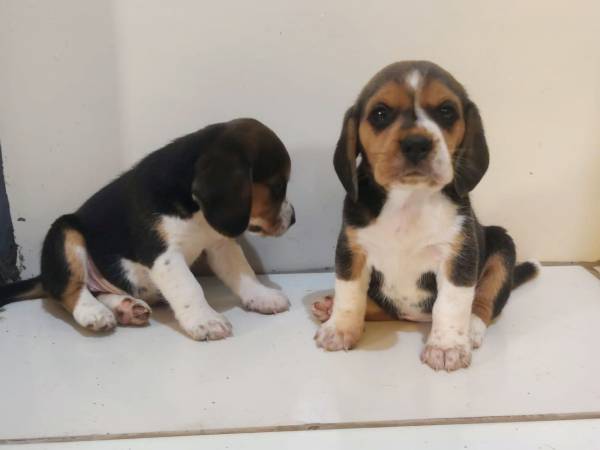 BEAGLE O FAMOSO SNOOPY FILHOTES TREZE  POLEGADAS LINDAS FMEAS PRESENTO
