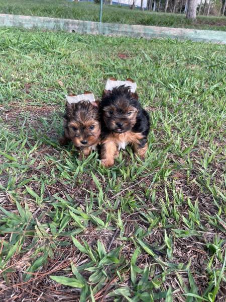 NOSSOS FILHOTES DE YORKSHIRE SO CRIADOS POR VETERINRIA