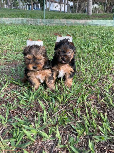 NOSSOS FILHOTES DE YORKSHIRE SO CRIADOS POR VETERINRIA