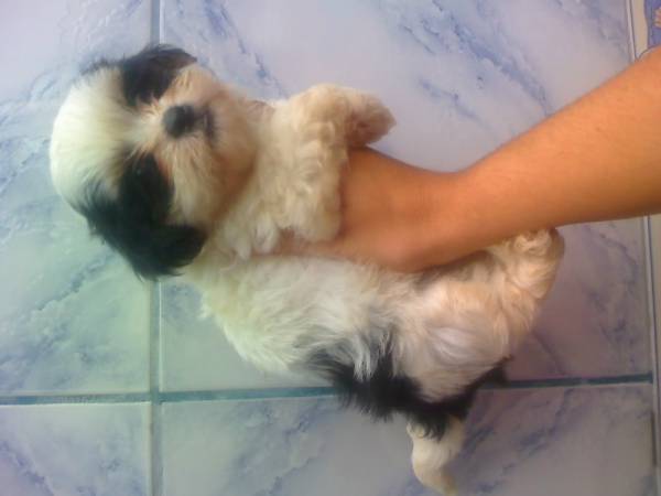 LHASA LINDOS FILHOTES