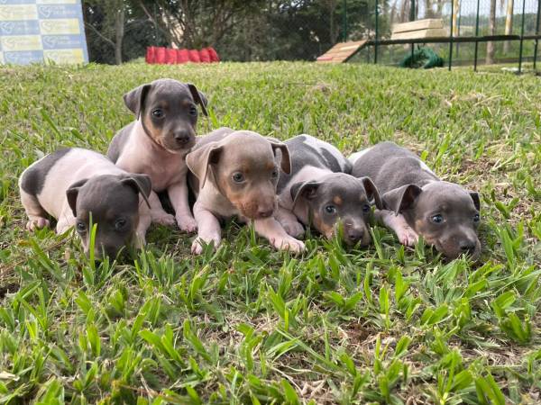 FOX PAULISTINHAS CRIADOS POR MDICA  VETERINRIA E EM PROMOO APROVEITE TEMOS EM DIVERSAS CORES