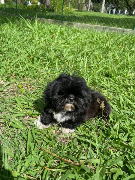 NOSSOS SHIH TZS ESTO PRONTINHOS PARA IR PARA A SUA CASA CES LINDOS CRIADOS POR VET