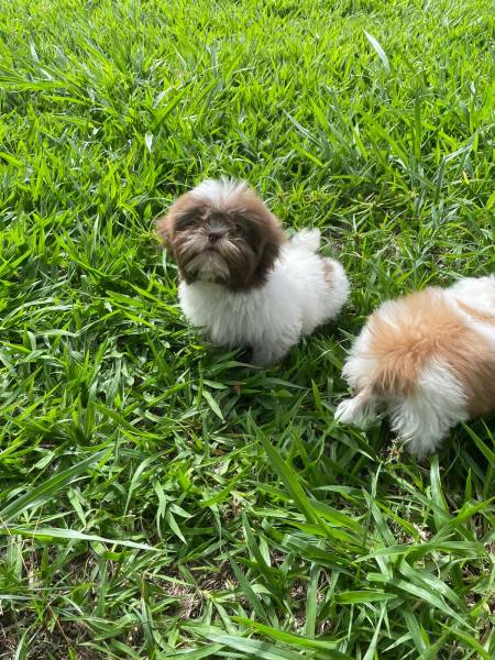 NOSSOS SHIH TZS ESTO PRONTINHOS PARA IR PARA A SUA CASA CES LINDOS CRIADOS POR VET