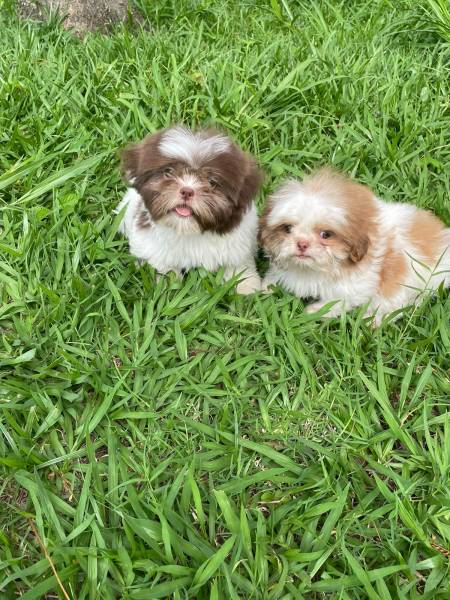 NOSSOS SHIH TZS ESTO PRONTINHOS PARA IR PARA A SUA CASA CES LINDOS CRIADOS POR VET