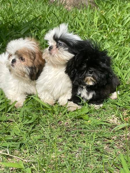 NOSSOS SHIH TZS ESTO PRONTINHOS PARA IR PARA A SUA CASA CES LINDOS CRIADOS POR VET