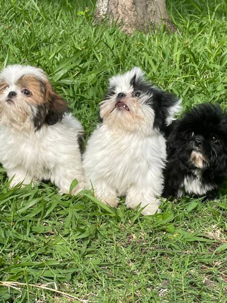 NOSSOS SHIH TZS ESTO PRONTINHOS PARA IR PARA A SUA CASA CES LINDOS CRIADOS POR VET