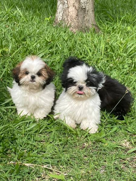 NOSSOS SHIH TZS ESTO PRONTINHOS PARA IR PARA A SUA CASA CES LINDOS CRIADOS POR VET