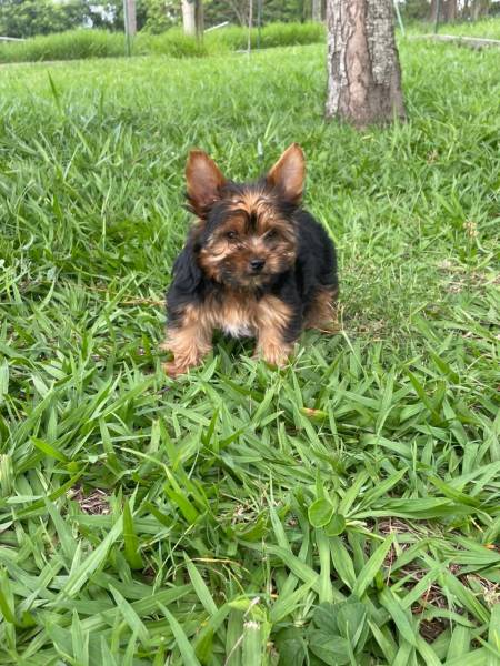 NO COMPRE YORK EM QUALQUER LUGAR AQUI ELE  CRIADO POR MDICA VETERINRIA