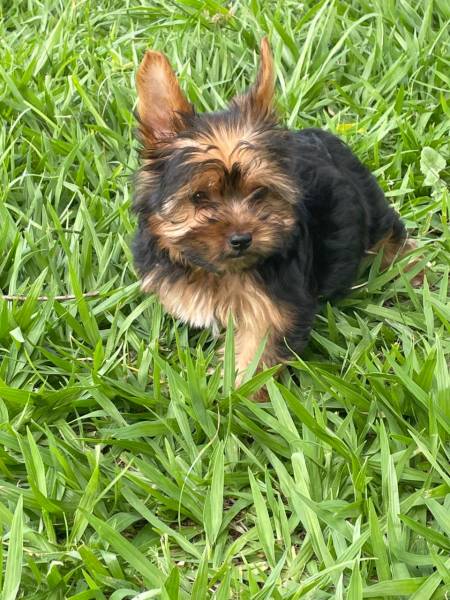 NO COMPRE YORK EM QUALQUER LUGAR AQUI ELE  CRIADO POR MDICA VETERINRIA