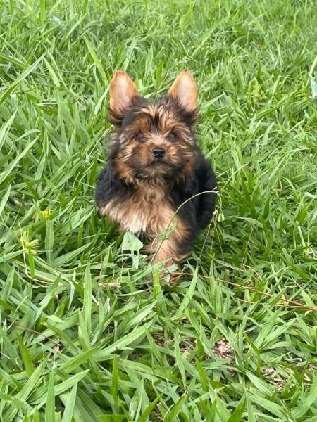 NO COMPRE YORK EM QUALQUER LUGAR AQUI ELE  CRIADO POR MDICA VETERINRIA