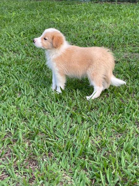 BORDERS COM QUALIDADE VETERINRIA DE CRIAO