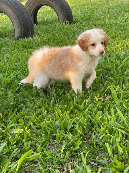BORDERS COM QUALIDADE VETERINRIA DE CRIAO
