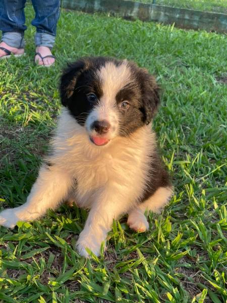 BORDERS COM QUALIDADE VETERINRIA DE CRIAO