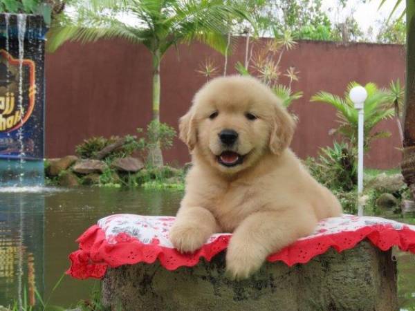 Golden Retriever Fmea Tajj Mahall Microchip Vacinas importadas Qualidade Inigualvel Curitiba