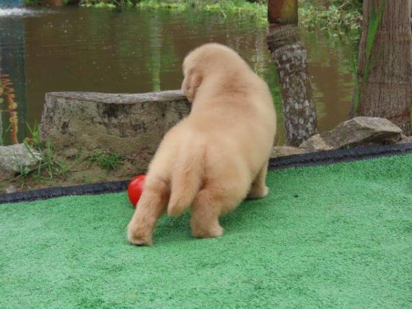 Golden Retriever Fmea Tajj Mahall Microchip Vacinas importadas Qualidade Inigualvel Curitiba