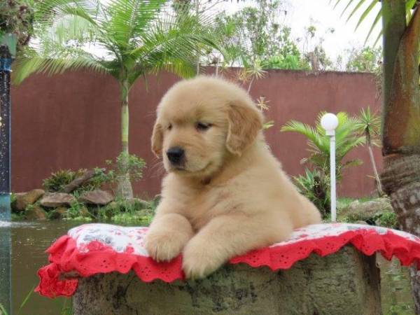 Golden Retriever Fmea Tajj Mahall Microchip Vacinas importadas Qualidade Inigualvel Curitiba