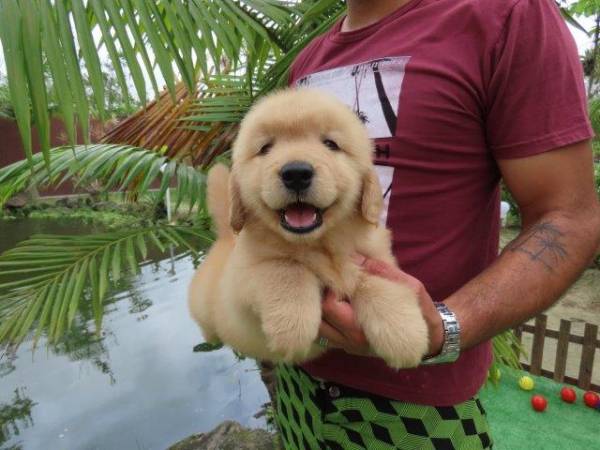 Golden Retriever Fmea Tajj Mahall Microchip Vacinas importadas Qualidade Inigualvel Curitiba